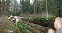 Aufgrund des Borkenkäfers gefällte Fichten im Bürgerpark