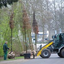 Die ersten Spenderbäume der Baumschule Bruns sind im Bürgerpark angekommen.