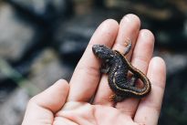 Salamander, Foto: Maël Balland