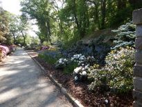 Neupflanzungen im Rhododendronpark ermöglicht durch die Bürgerpark-Tombola