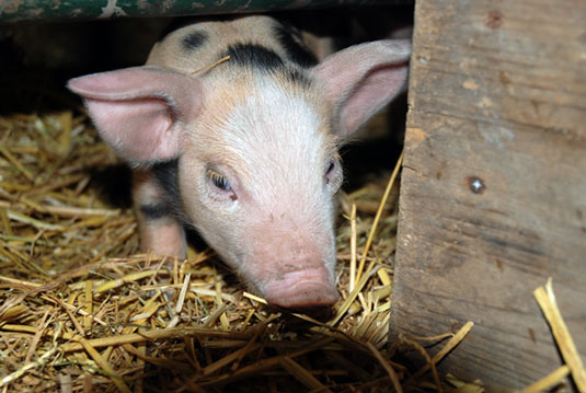 Bentheimer Ferkel entdecken die Welt Bentheimer Ferkel entdecken die Welt